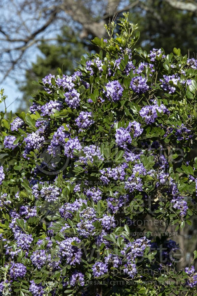 Sophora secundiflora (Texas mountain laurel) 4