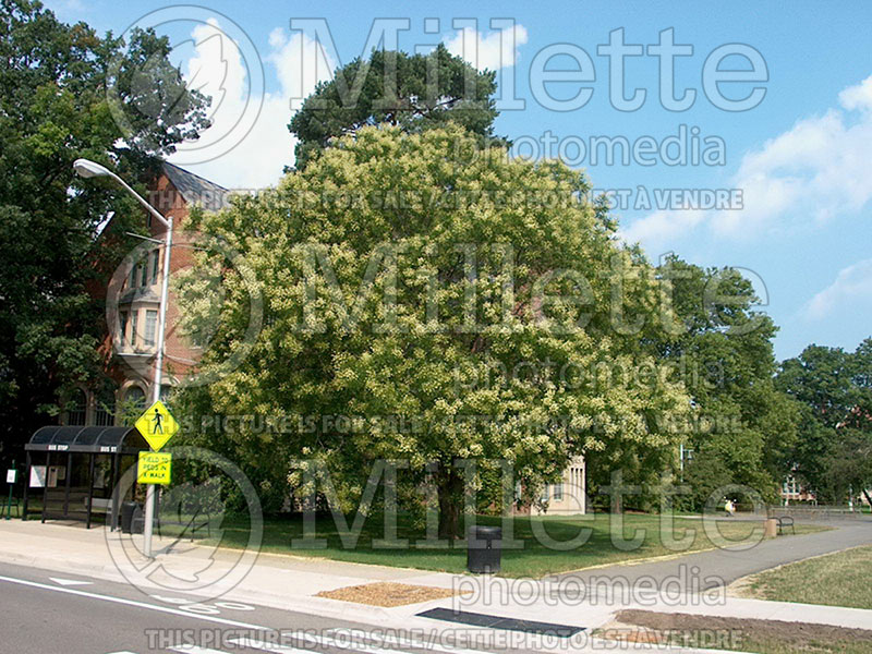 Sophora japonica (Japanese Pagoda Tree) 1 