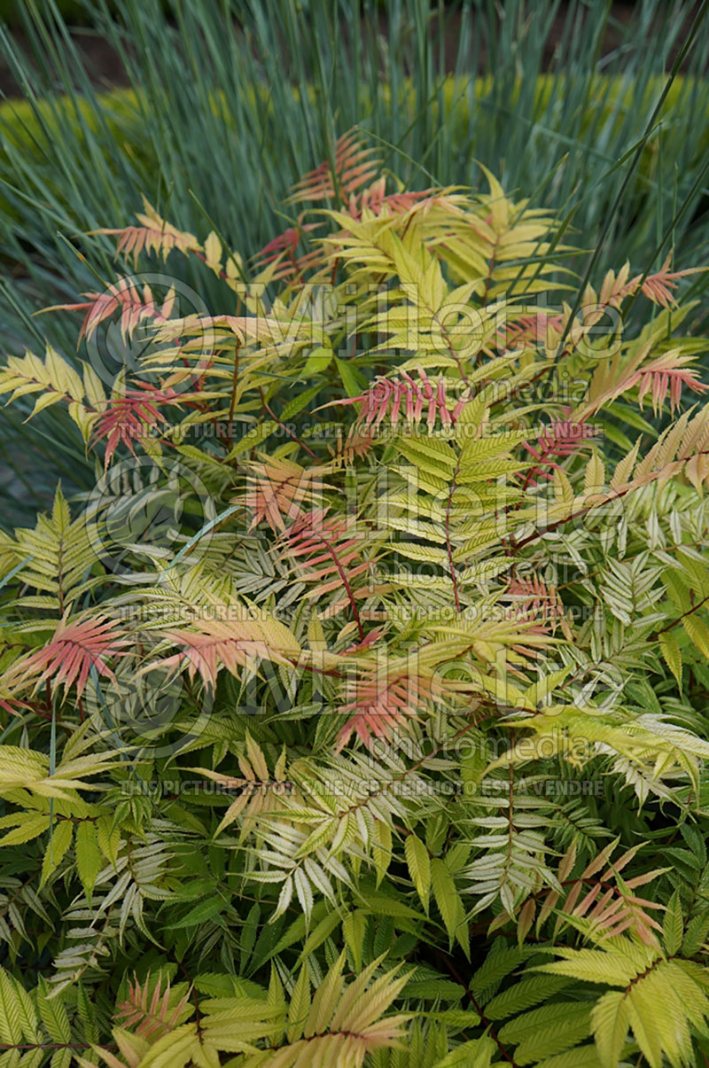 Sorbaria Sem (Ural False spiraea) 5 