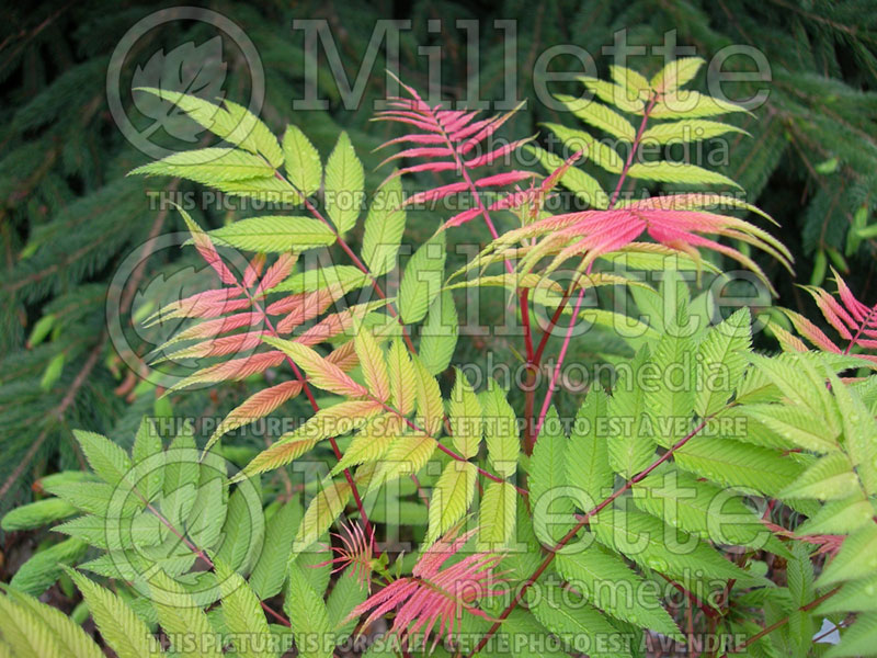 Sorbaria Sem (Ural False spiraea) 1 