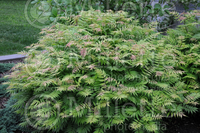 Sorbaria Sem (Ural False spiraea) 3 