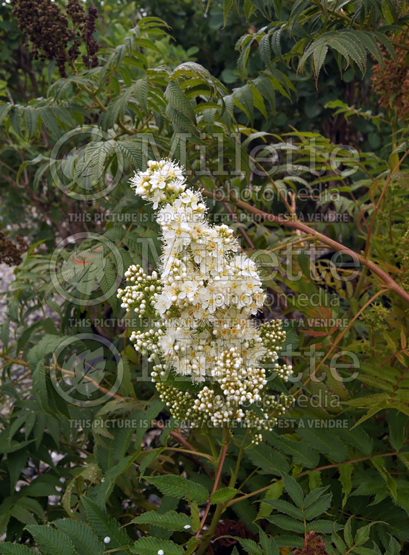 Sorbaria Sem (Ural False spiraea) 7 