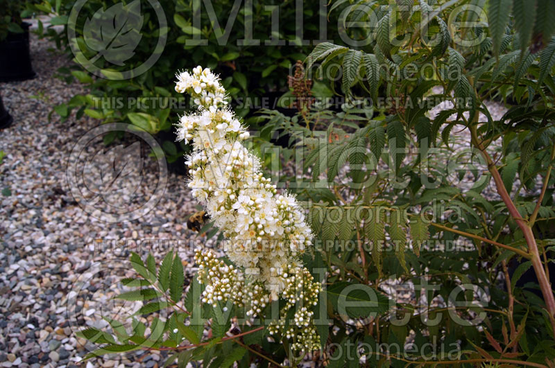 Sorbaria Sem (Ural False spiraea) 8 