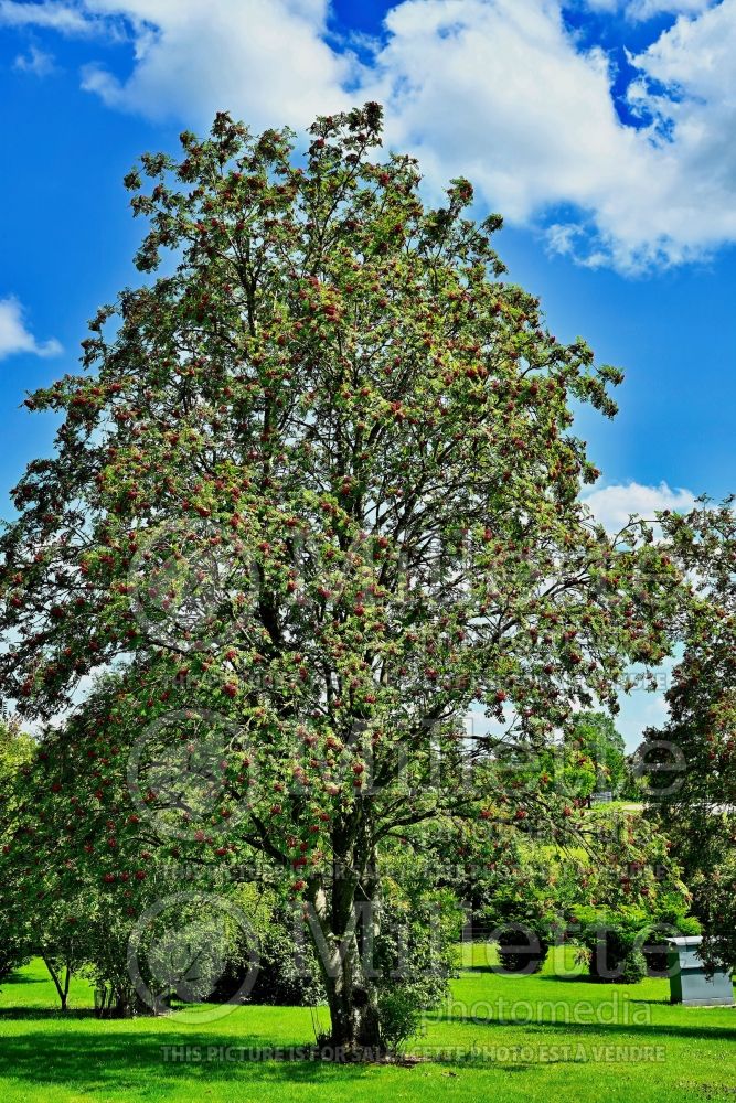 Sorbus aucuparia (mountain ash) 2 