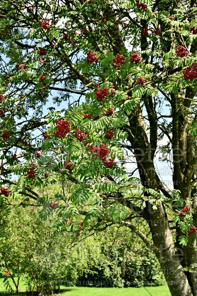 Sorbus aucuparia (mountain ash) 3