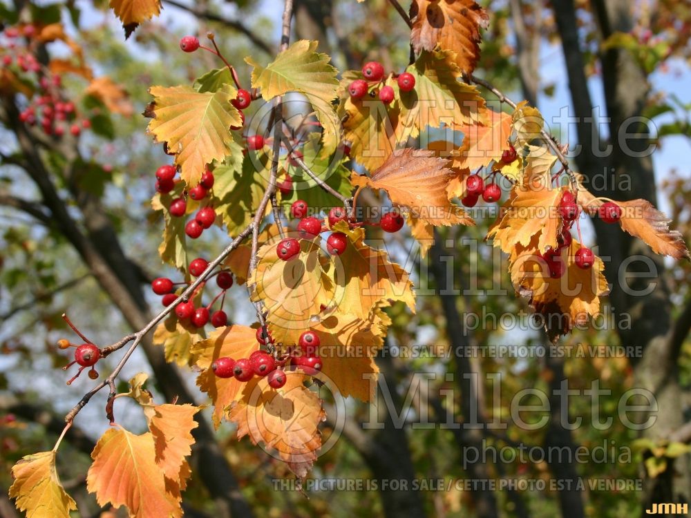 Sorbus alnifolia (Ash Alder-leafed Whitebeam or Korean Whitebeam)  1