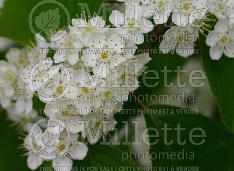 Sorbus alnifolia (Ash Alder-leafed Whitebeam or Korean Whitebeam)  2