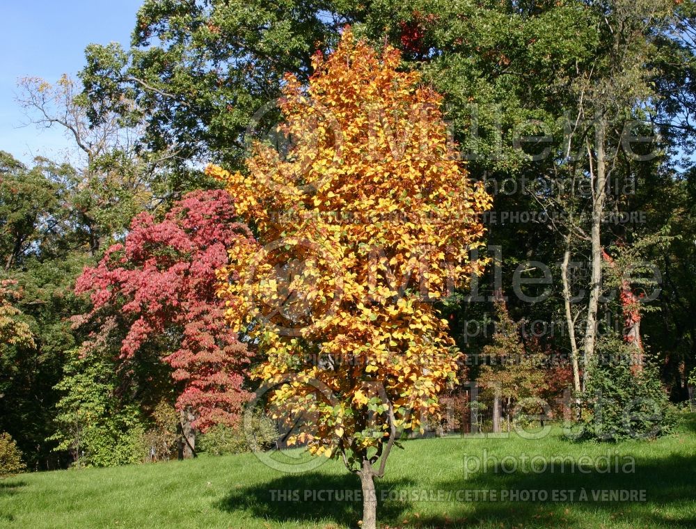 Sorbus alnifolia (Ash Alder-leafed Whitebeam or Korean Whitebeam)  4