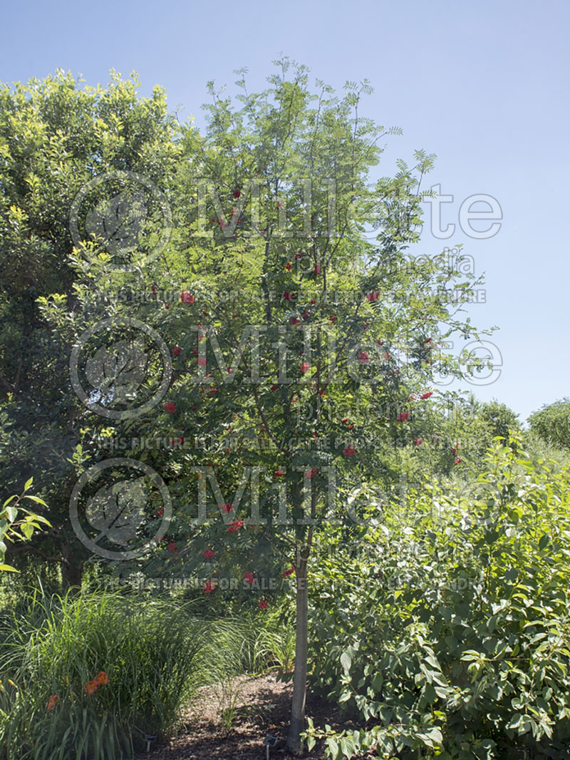 Sorbus Black Hawk (mountain ash) 1 