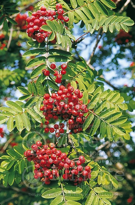 Sorbus Cardinal Royal (mountain ash) 1 