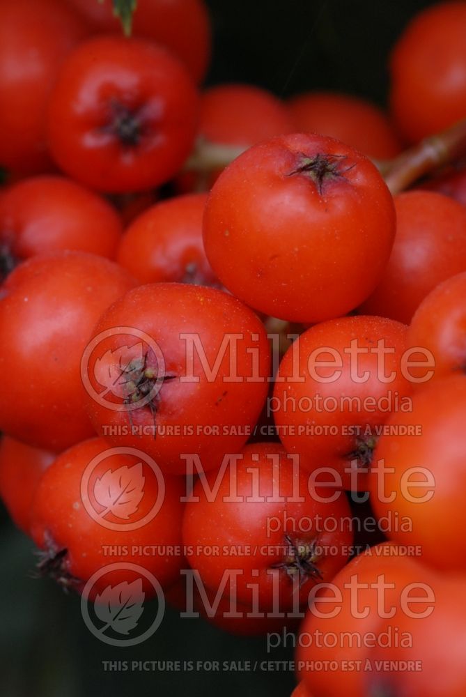 Sorbus decora (mountain ash) 1 