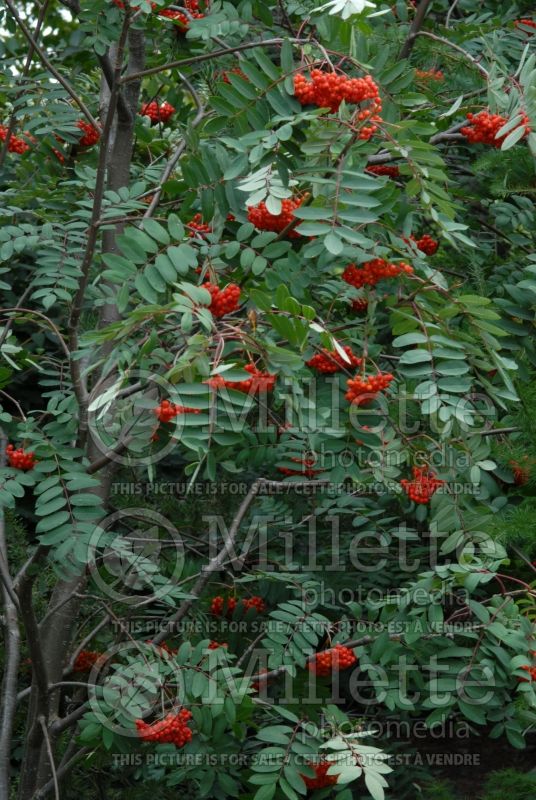 Sorbus decora (mountain ash) 2 