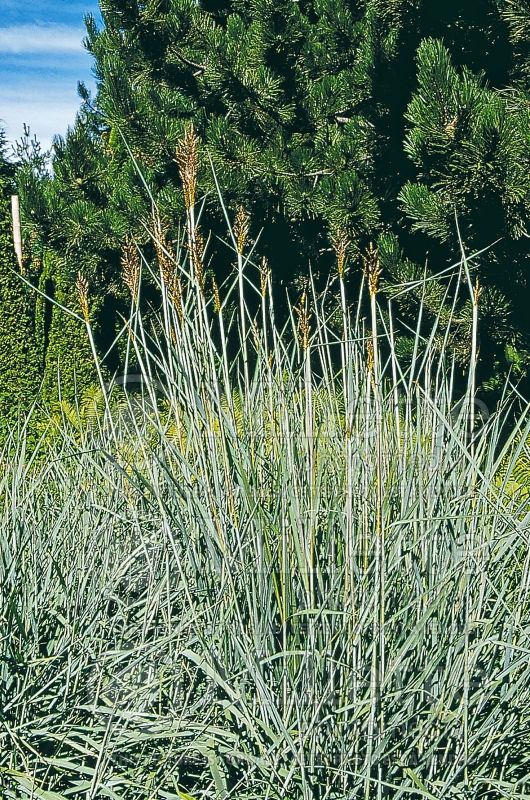 Sorghastrum nutans (Indian Grass) 2 