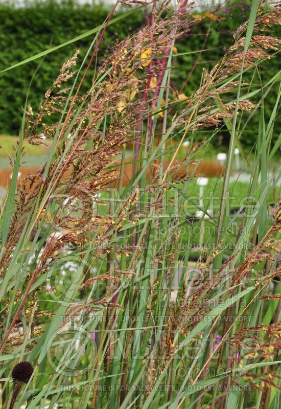 Sorghastrum Indian Steel (Indian Grass) 2