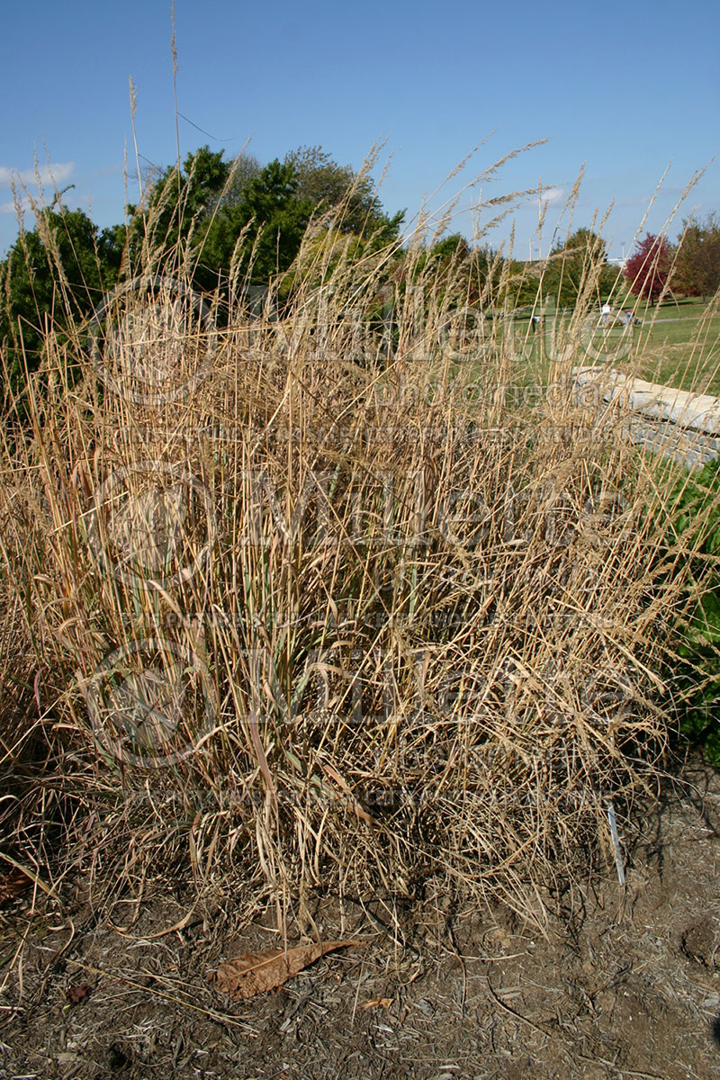 Sorghastrum nutans (Indian Grass) 1 