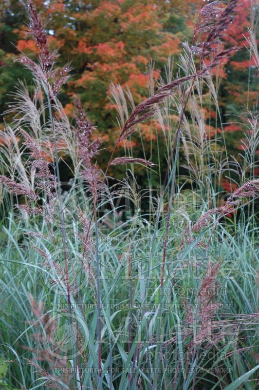 Sorghastrum Sioux Blue (Indian Grass) 2