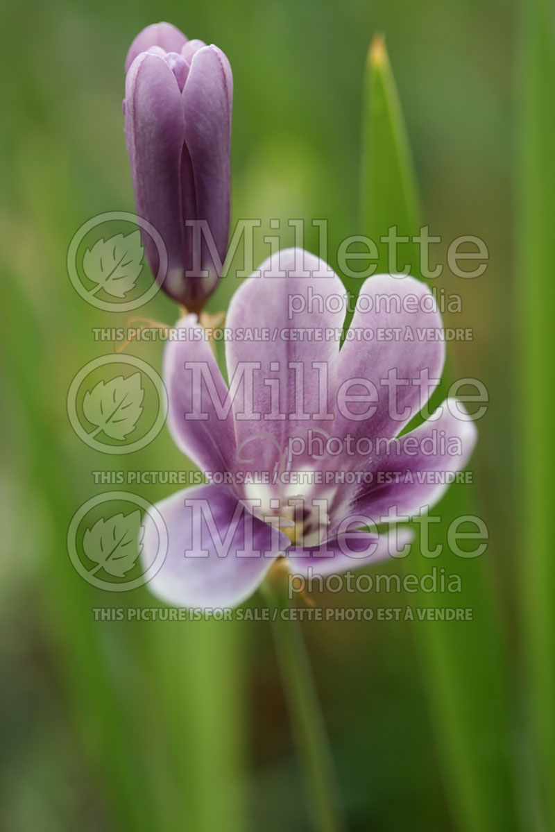 Sparaxis grandiflora ssp. grandiflora (Cape buttercup) 1 