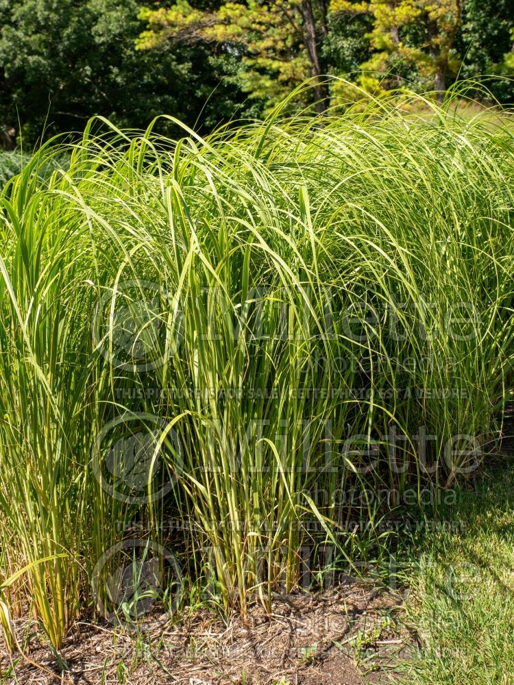 Spartina Aureomarginata (sand cordgrass or bunch cordgrass) 1  