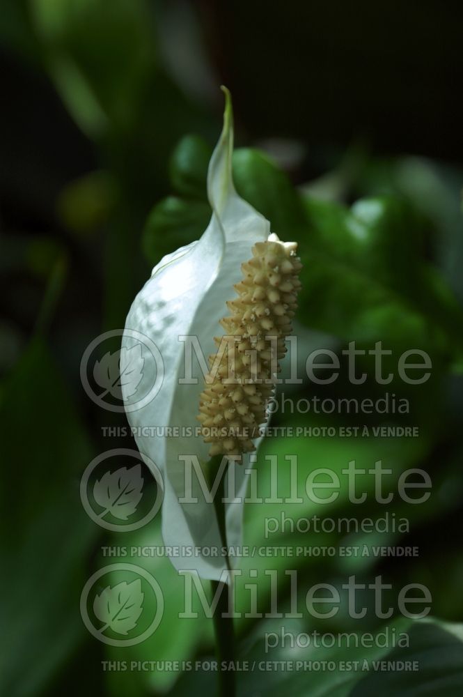 Spathiphyllum (peace lily) 4