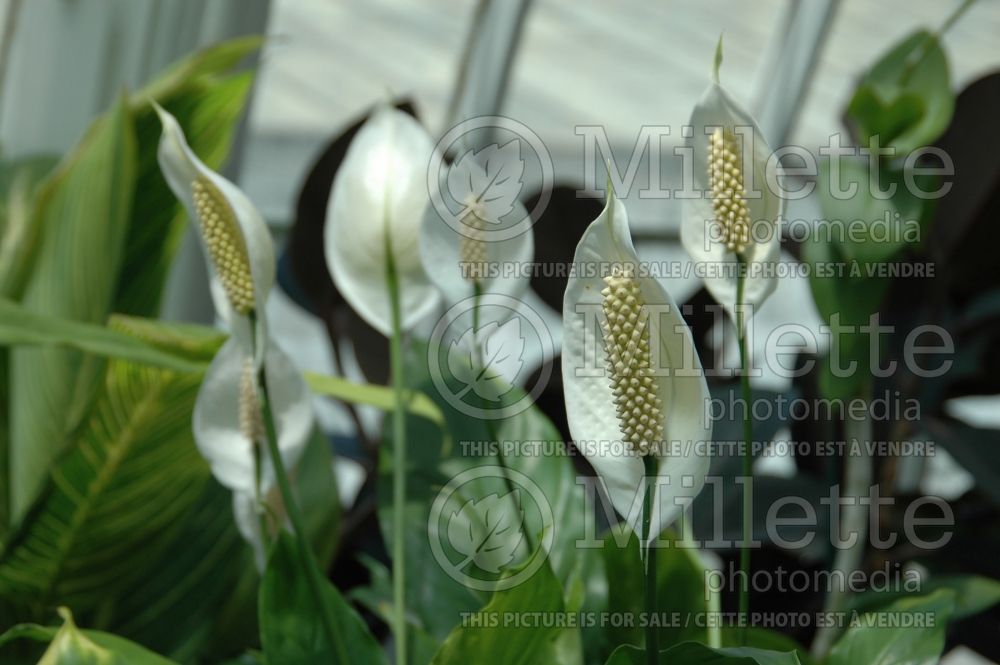 Spathiphyllum (peace lily) 9