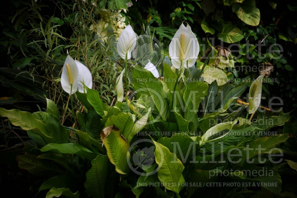Spathiphyllum (peace lily) 1