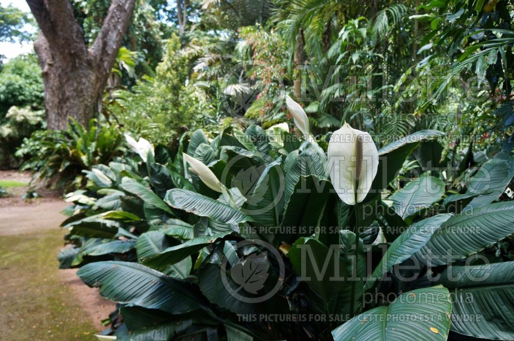Spathiphyllum (peace lily) 2