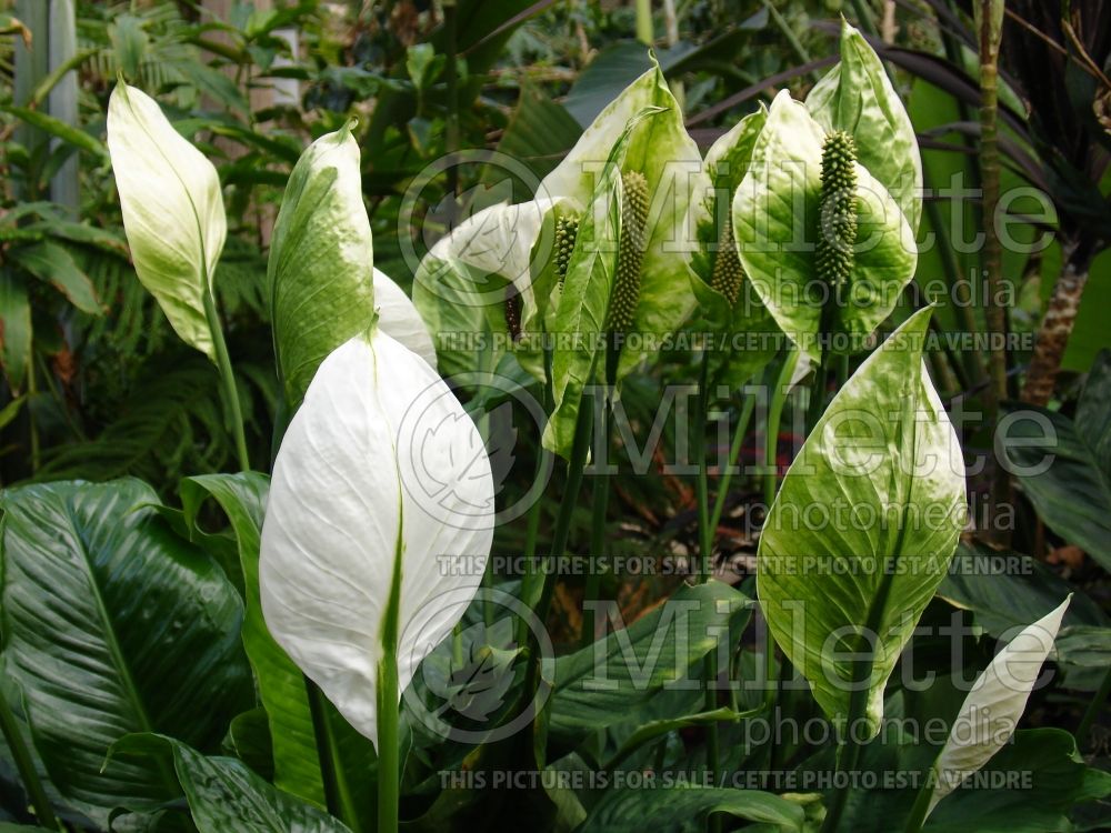 Spathiphyllum (peace lily) 10