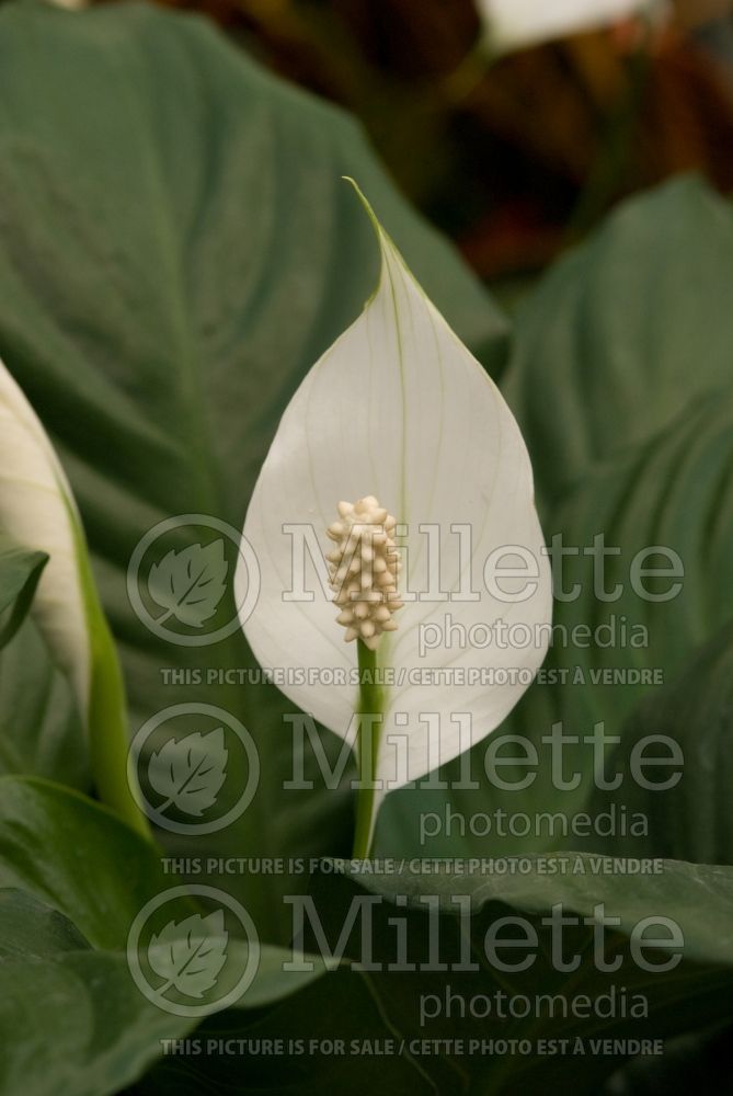 Spathiphyllum (peace lily) 5