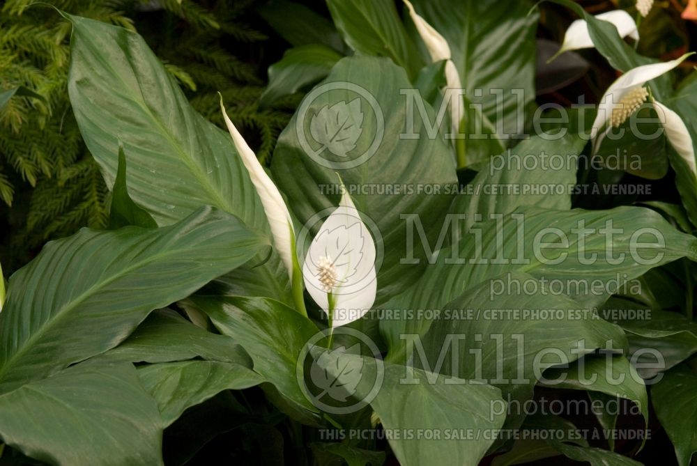 Spathiphyllum (peace lily) 6