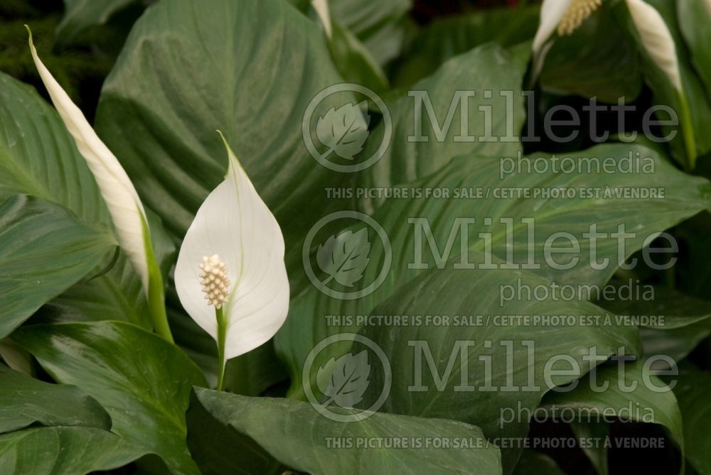 Spathiphyllum (peace lily) 7