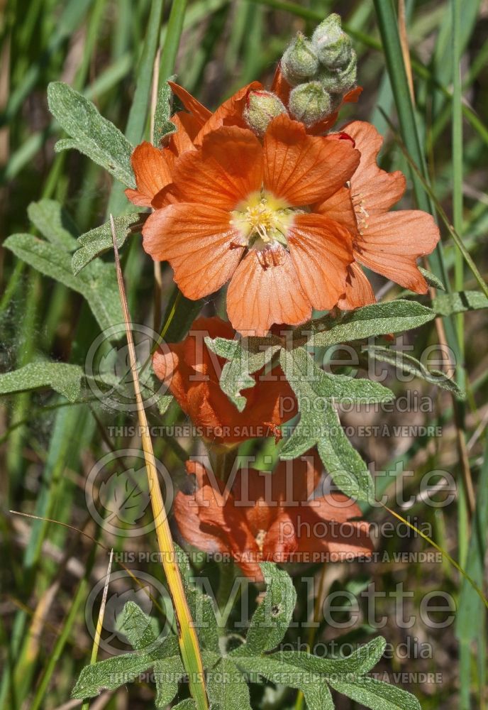 Sphaeralcea coccinea (scarlet globemallow) 2