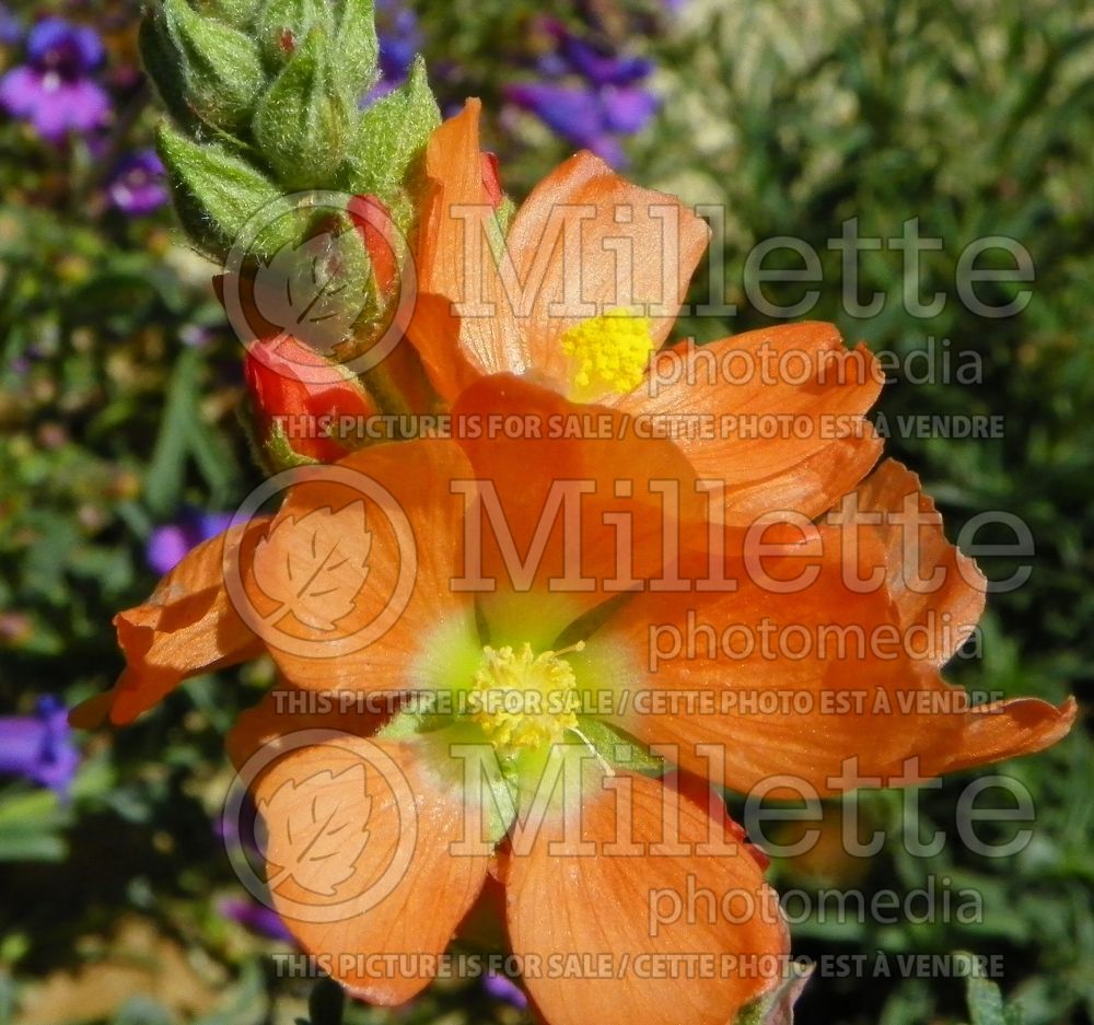 Sphaeralcea coccinea (scarlet globemallow) 5