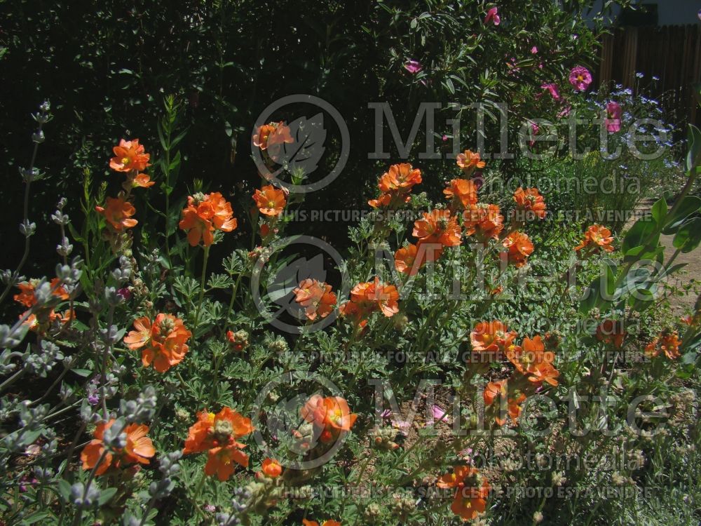 Sphaeralcea coccinea (scarlet globemallow) 4