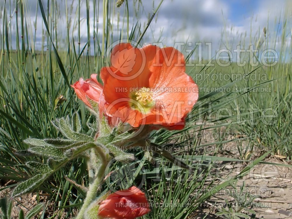 Sphaeralcea coccinea (scarlet globemallow) 3