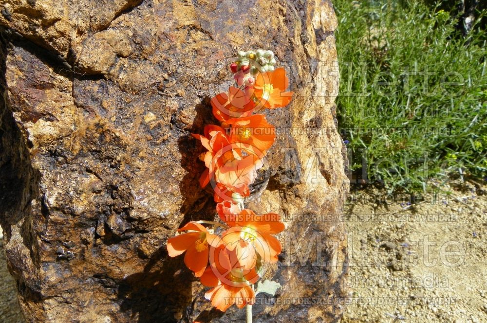 Sphaeralcea ambigua (Desert Globemallow or Apricot Mallow) 3  