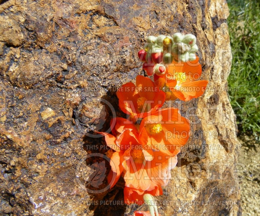 Sphaeralcea ambigua (Desert Globemallow or Apricot Mallow) 4  