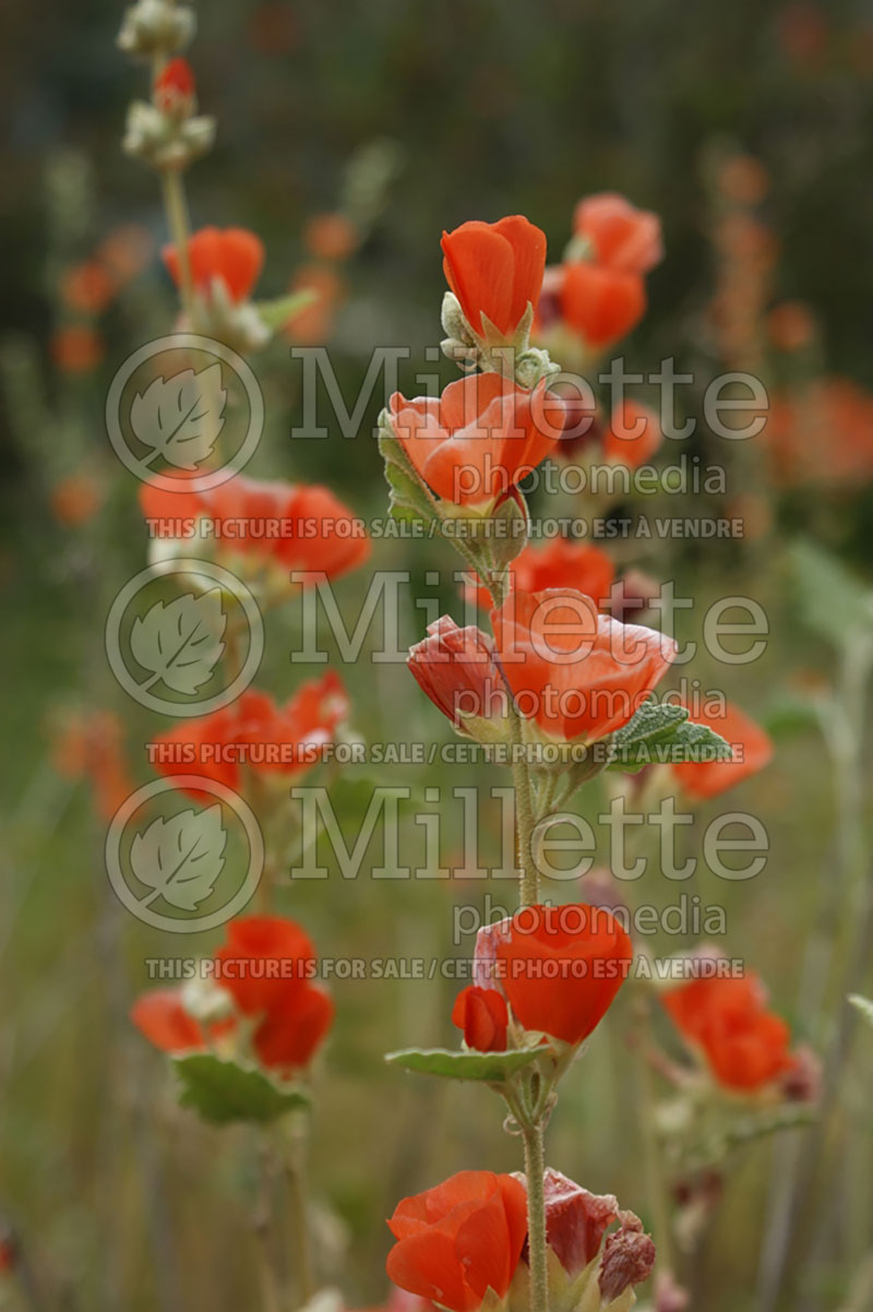 Sphaeralcea ambigua (Desert Globemallow or Apricot Mallow) 5  