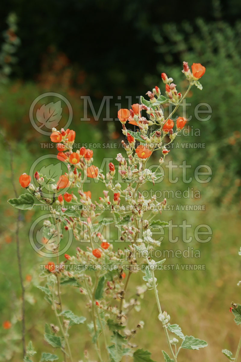 Sphaeralcea ambigua (Desert Globemallow or Apricot Mallow) 6  