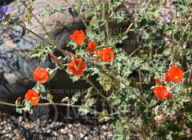 Sphaeralcea ambigua (Desert Globemallow or Apricot Mallow) 1  