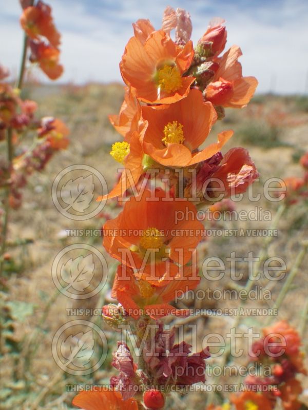 Sphaeralcea munroana (Orange Globe Mallow) 3