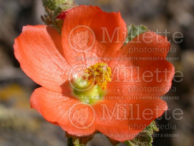 Sphaeralcea munroana (Orange Globe Mallow) 4