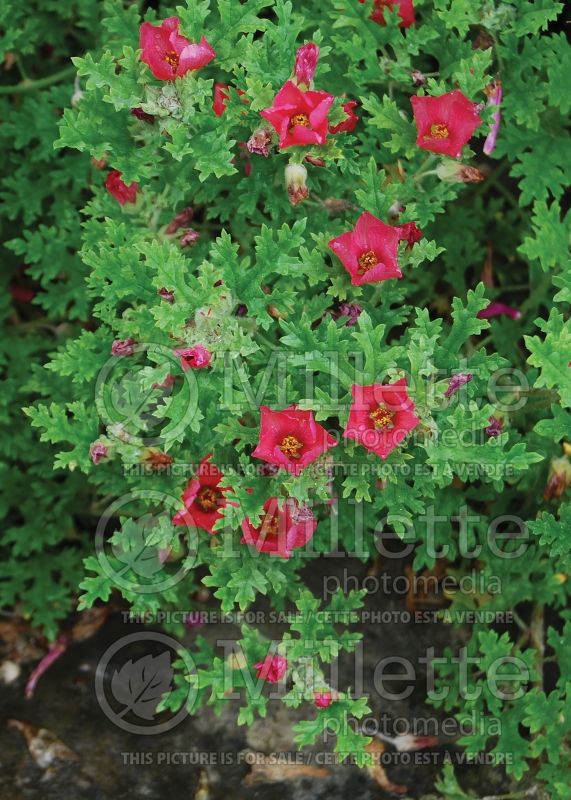 Sphaeralcea munroana (Orange Globe Mallow) 1