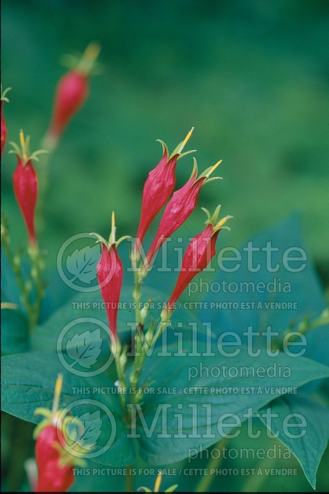 Spigelia Little Redhead (Indian pink Woodland pinkroot) 5