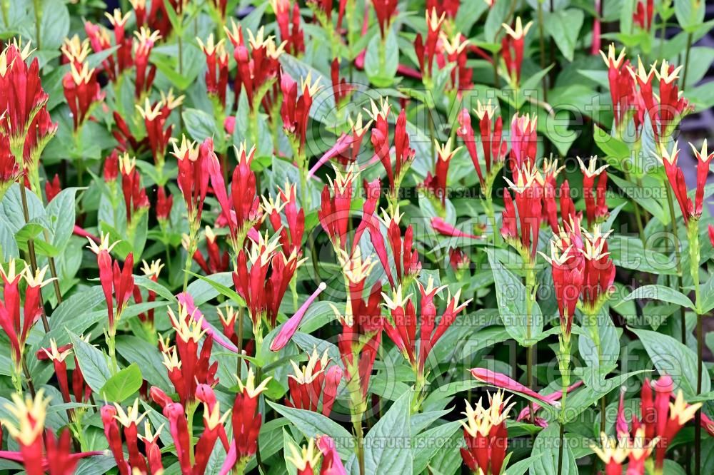 Spigelia Little Redhead (Indian pink Woodland pinkroot) 7