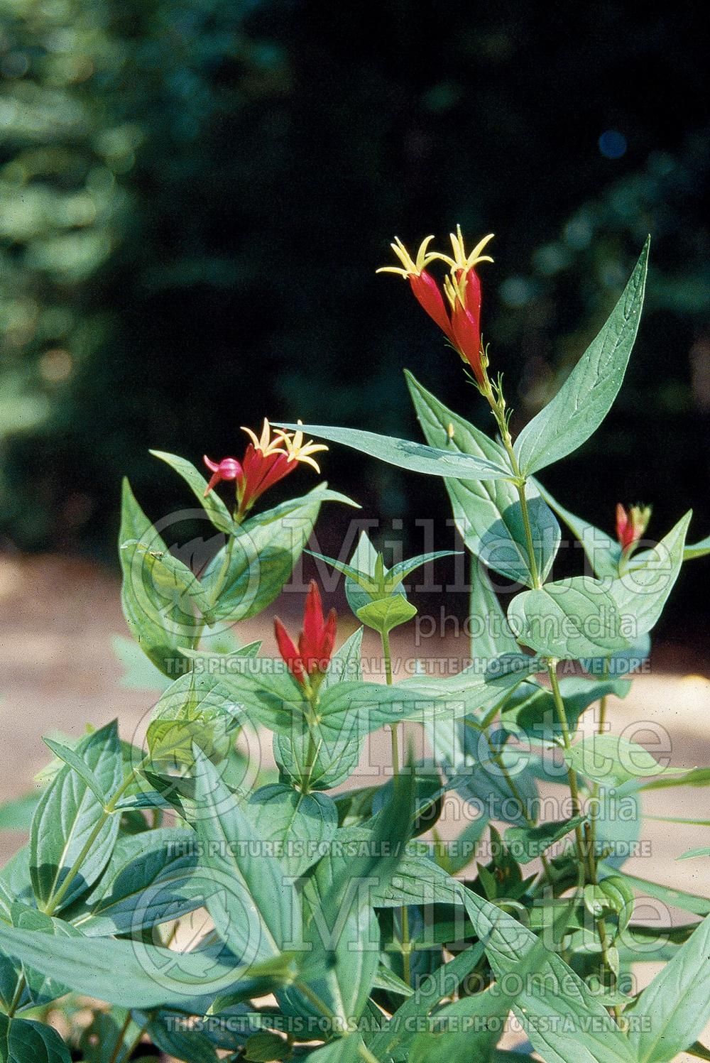Spigelia Little Redhead (Indian pink Woodland pinkroot) 6
