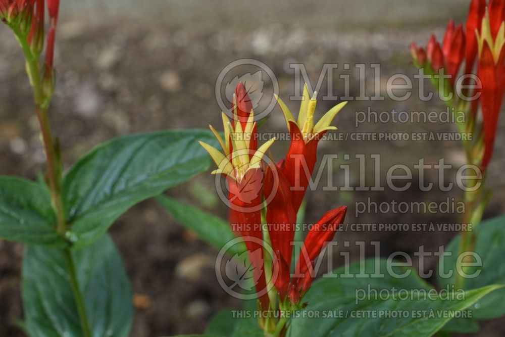 Spigelia Ragin Cajun (Indian pink Woodland pinkroot) 1