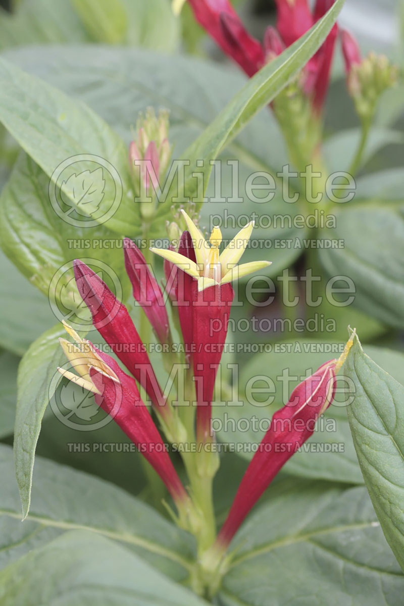 Spigelia marilandica (Indian pink Woodland pinkroot) 3 