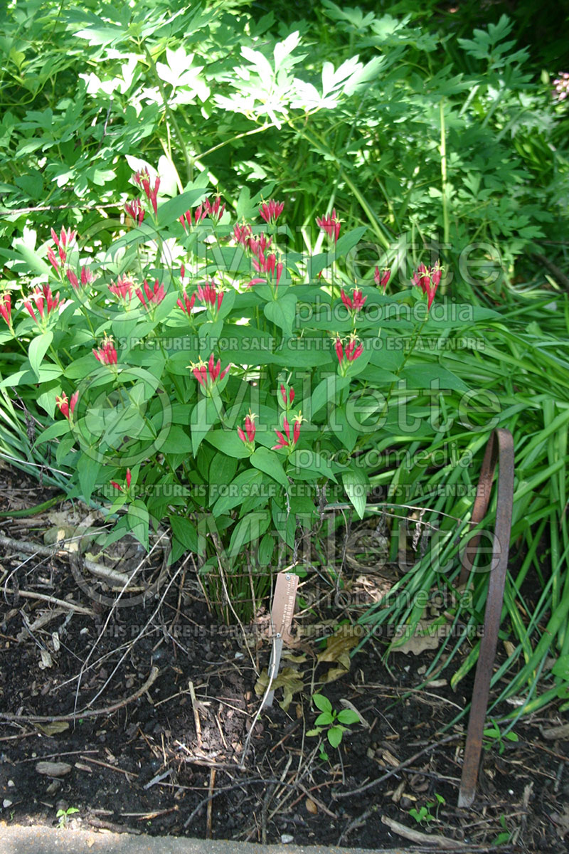 Spigelia marilandica (Indian pink Woodland pinkroot) 1 