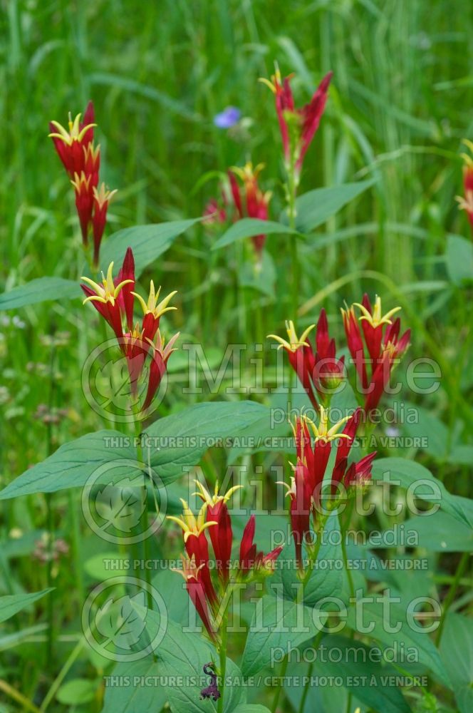 Spigelia marilandica (Indian pink Woodland pinkroot) 7 