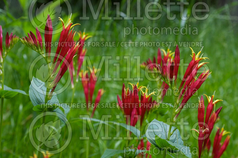 Spigelia marilandica (Indian pink Woodland pinkroot) 9 